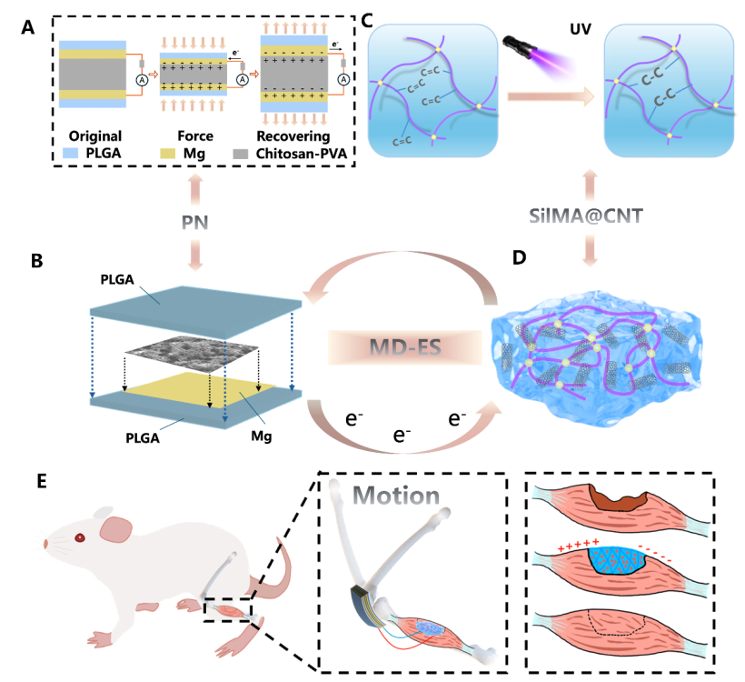U9彩票开发植入式全降解自供电刺激系统实现肌肉损伤快速修复